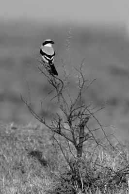 Grey Shrike

نریانچ کمبریں
اے مستریں نریانچ انت کہ کمبر کمبر انت توباز مردم اشیا کمبریں نریانچ گوشیت - باز جاہ ء اشیا نگرانچ او نرگہانچ ہم گوشنت - اے سیاہ او اسپیت بزاں ٹک او ٹگار یا کمبر انت - اے کسانیں لولوک بزاں کیپک گرّی باگاڑ روگن ریس او مُشک اردک ہم گپت او وارت - ۔
