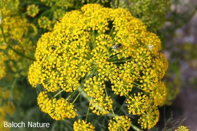 Dill. Anethum graveolens
گواتگ
Gowatag
گواتگ یک بزارے بزاں مسالہ کارمرز بیت - کسانیں بوٹگے کہ بہارَ درگتا رویت - اشیے ڈیل و ڈول چو رز او زیرّگے وڈا انت - زردیں پُل جنت - کسانیں دانگ پر کنت - کہ دانگاں چوپنت و دوگیں شیراں مان کن انت - کہ وشیں او سارتیں بوہ کنت او شیراں تامدار کنت -۔ ادا گواتگ دان انت ۔

