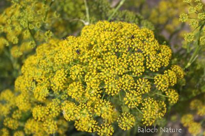 Dill. Anethum graveolens
گواتگ
Gowatag
گواتگ یک بزارے بزاں مسالہ کارمرز بیت - کسانیں بوٹگے کہ بہارَ درگتا رویت - اشیے ڈیل و ڈول چو رز او زیرّگے وڈا انت - زردیں پُل جنت - کسانیں دانگ پر کنت - کہ دانگاں چوپنت و دوگیں شیراں مان کن انت - کہ وشیں او سارتیں بوہ کنت او شیراں تامدار کنت -۔ ادا گواتگ دان انت ۔
