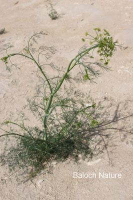 Dill. Anethum graveolens
گواتگ
Gowatag
گواتگ یک بزارے بزاں مسالہ کارمرز بیت - کسانیں بوٹگے کہ بہارَ درگتا رویت - اشیے ڈیل و ڈول چو رز او زیرّگے وڈا انت - زردیں پُل جنت - کسانیں دانگ پر کنت - کہ دانگاں چوپنت و دوگیں شیراں مان کن انت - کہ وشیں او سارتیں بوہ کنت او شیراں تامدار کنت -۔ ادا گواتگ نوک پُل انت۔
