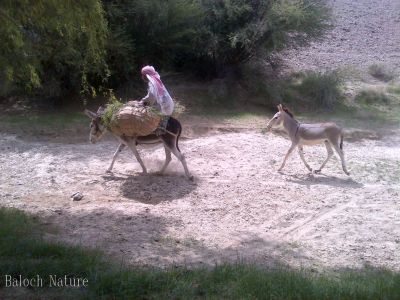 Donkey and Foal
ھر ءُ کُرّگ
Harr o Korrag
بلوچستان ء درُستیں ساھدارانی آبادی پا کساس کمّ بوّان انت - ھکومتے بلوچستانے گُشگ انت کہ ھرے آبادی ودّان انت - چوش مہ بیت کہ یکروچے بلوچستان ء ھرّ دزگیر بکن انت ؟؟؟؟؟ بلے منی ھیالا انّو ھم بلوچستانا ھرانی ھکومت انت ؟؟؟؟؟ ھاھاھاھآ

