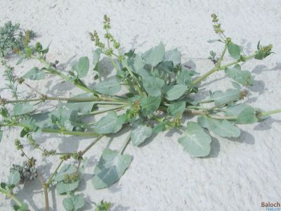 Devil's thorn (Emex spinosa)
Hari Gosh
ہری گوش
ہری گوش وترودیں کاہے - گیشتر میدانی ہند و دماگاں بہار ے وھد ء رودیت - کسانیں تاکاں کاہُک کن انت بلے کم مزن بیت گُڈا بُن رودین ات چو گزّرک ء ودا بیت چُک اشیا درکن انت و ورانت - چیا کہ تامدار و شرکن انت 

