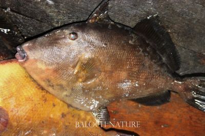 Unicoron filefish
ھر
Harr
ھر ءِ کسانیں ءُ مزنیں ماھیگ است، اے ماھیگ ءِ دپ باز کسان انت ءُ چم سرے توک ءَ انت ، اے ماھیگ چہ آ دگہ ماھیگاں دگہ وڑ  انت ۔ 
