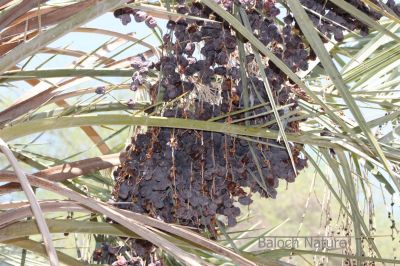 Dry Date on Tree
Hoshkeen Nah
ھُشکیں ناہ
وھدیکہ ناہ مچّے سرا ھُشک بہ بنت گڈا تو چہ گُشے؟ باز گوشیت کہ مرچاں مردم سیر انت چمیشکا مچّانی ناہانی روپگ ء کوتاۃی کن انت - بوت کنت کہ اے مچ کرُوچ ات ناہ ء وش نہ انت او دگہ الّت بوت کن انت -۔ 
