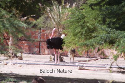 Ostrich
Hoshter Morg
ھُشتر مُرگ
ھُشتر مُرگ افریکہ مُرگ انت - منی ھیال ء بلوچستان نیست انت- بوت کنت کہ یک زرداریا وتی باگ داشتگ ۔ ھُشتر مُرگ ٹوہیں مُرگے کہ مرچاں دگنیائے چاریں کُنڈاں شنگ انت ۔ یک سلامتیں ھُشتر مُرگے وزن 63 بگر تاں 130 کیلوگرام بیت او 70 کیلومیٹر پہ یک سہت ء سپر کنت - 6 تاں 9 فُٹ اشیے بُرزی انت ۔ 
