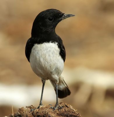 Hume's Wheatear
ہراں سیاھلوک
Haran seyahalok
ہران سیاھلوک کسانیں بالی مُرگ کہ سر بر سیاہ ء چیر ء اسپیت انت ۔ اے مدامی کٹگ کرم بالو ء چنت وارت یا شکار کنت ۔ ھران سیاھلوک لوگ کش ءُ گواراں گندگ بہ بیت ۔ بلوچ ہمے زان انت کہ مہمان ء لازم لوگ ء کیت ۔ ۔  
اے مُرگ 1872 الن ھیوم ء بلوچستان ء درگیتکگ ۔ الن ھیوم اے درگت  ء بریٹش انڈیا ء مُرگانی عالم ء بوتگ ۔
