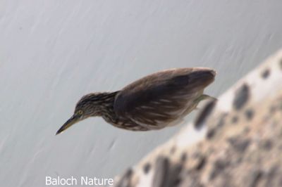 Pond Heron
جوہ سری نکول
Joh sari Nikol
اے کنگ ءِ زاتیں مُرگ کہ گیشتر جُوّانی سرا کلمیرانی تہا ماہیگ شکار کنت ، کوراں تالاوگاں ہم موجود انت ۔ اے یک نرمیں مُرگ کہ الادو بال نہ کنت ، اے اکس میران ءِ ڈیم ءِ چپّی تکرّ ءِ سرا زپت کتگ ۔ اگان شمے نیمگا اشیار ءَ دگہ نام است ، شما کومنٹ دات کنے تنکہ ما دومی نام ءَ وتی راج ءِ دیم ءَ بیاریں ۔ 
