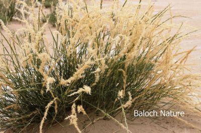 Name of grass?
اے کاہ ءِ نام ءَ بزاں
Kah e nam a bezan

