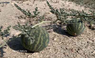 Bitter Apple CITRULLUS COLOCYNTHIS
Gonj ya Kolkoshtag
گُنج کُلکُشتگ
اے ول ریکپادیں او ھُشکاوگیں ڈگارواں رودیت، گوُانڈوین بر پر کنت - چو کٹّلُک ء وڈا گندگ کاۃنت - اشیے بر سک زھر انت، بلے اشیارا پہ دوا کارمرز کن انت - ادا گُنج دانگ انت 
