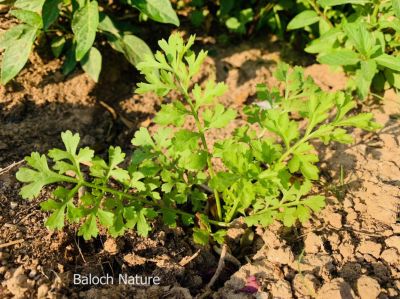 Cress, Lepidium sativum
اسپنتان 
espintan
اسپنتان بلوچستان ء پہ درمان کارمرز کن انت - اشیے دو ذات انت یکّے سُہر و دومی سیاہیں دانگ پر کن انت - اسپنتانے نرم نازرکیں تاکاں مرچاں چو سلاد ء وڈا ورنت - اشیا گیشتر باکلینکے ڈگارانی تہا چنڈنت - وھدے کہ دان کنت گڈا رْن انت و دانان ء انبار ء جم کن انت - وھدے ھاجتا کارمرز ء کن انت - بلے تنیگا اشیا چو نیادی ء وڈا نہ کش انت - اشیا ہمک مردْم وتی ھاجتے ردا کش انت
ادا اسپنتان نوک کش انت -۔
