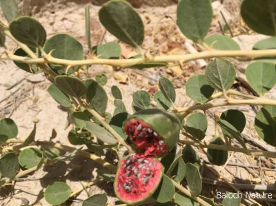 Capparis spinosa

کراگو
Karago
کراگو کسانیں درچکے بلے چُو ولّ ء وڈا زمین ء سرا پراہ روت - اے زمستان ء درگت ء ماں ڈگارواں اُو سرکگ ڈنّاں رُودیت - بلے تانسریں گرماگ ء سبزاچک بیت - اسپیتیں پُل ء پر کنت اُو کسانیں دانگ پر کنت اشیا دلوت نہ ورانت پرچا کہ زھریں تام کنت -
