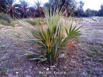 Nanorrhops ritchieana
داز
Daaz

داز ء چہ پیش پیداک بیت ۔ پیش ء چہ انچیں ازباب جوڈ بیت کہ بلوچ ء زندا گوں ہمگرنچ انت ۔

