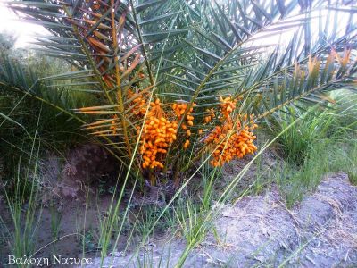 Date palm tree
بیگم جنگی ءِ گونگ
Begamjangi e gowang
بیگم جنگی ءِ گونگ بر انت ۔ بلے آئیے بر پینگ انت ۔ 
