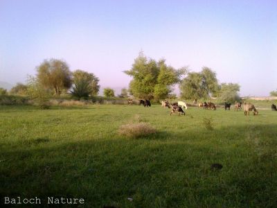 A look of Balochistan 
کہچر
Kahchar
بلوچستان ءَ موسمی ھورانی نہ گوارگ ءَ چہ کہچر ناپید انت ۔ بلے گوستگیں سال ءُ امبرے سال ِ ھورانی بوّگ چہ کہچر پدا آباد بوتگ انت ۔ اے یک کہچرے ۔
