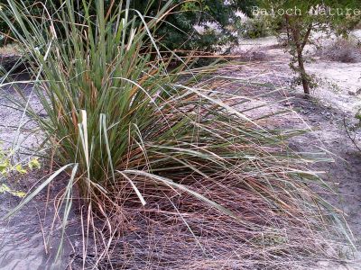 Kans Grass
ڈیل
Dell
اے کاشے نمونگیں کاہے کہ اشیارا ڈیلّ گوشنت - اے کہ کسان و سبز بیت دلوت یشیارا چرانت - ابلے اگاں ہُشک بیت گڈا اشیا ڈل انت کاپر و واڈ و دگر چیزاں کارمرز کن انت 

