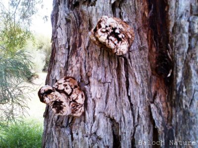 Bracket fungus
درچک ءِ شیرگ
Drachk e sherag
درچک ءِ شیرگ ءُ باز جاہ ءَ درچک ءِ رینگ ہم گوش انت ءِ ۔ اے گیشتر درچکانی کُنٹاں رودیت ءُ درچک ِ کنٹ ءِ ہم رنگ بیت بلے باز جاہ ءَ سیاہ ءُ باز جاہ ءَ زرد ہم بیت ۔ اے چونایا چہ کوٹینگ ءِ یک زات ءِ ۔ باز جاہ ءَ اشیارا درمان کارمرز کن انت ءُ  بلوچستان ءَ وھدے ھور باز بہ بیت تاں مزن کُنٹیں درچکان پاز پر بیت ۔ 
