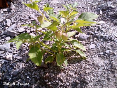 Physalis
کوہی لیلاں بلُک
Kohi Lillan balok
کوہی لیلان بلُک لیلان بلک ءِ وڑیں درچک ءِ گیشتر ماں ڈل ءُ ڈوکاں رودیت ۔ ایشے دانگ یک کسانیں ءُ تنکّیں پوش ءِ تہا انت ۔ وھدے کہ پہتہ بیت گڈا پوش ھلاس بیت ءُ سُہریں دانگ زاھر بیت ۔ باز ڈولدار انت ۔ 
