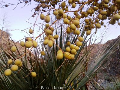 Nanorrhops ritchieana
کونر
Kounar
داز بلوچانی زندے ٹُوہیں کوُنش است - پرچا کہ بلوچ چہ داز ء تگرد، پات، گورپات، سواس، سپت، کپات اُو دگہ بازینے جُوڑ کن انت کارمرز کن انت - بلے وہدے کہ داز پیر اُو ھلاس بیت گڑا یک ھُوشے پرکنت چو مچّے وڈا پپُک پرکنت کہ کوُنر گوشنت ء وراگ تامدار انت
