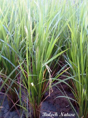 Oryza sativa (rice)
برنج
Brinj
برنج بلوچستان ءِ کوھنیں دھلان چہ یک ءِ . برنج ءِ چونایا دو ٹک انت بلے خانوادہ بے حساب انت ۔ 13000 ھزار سال پیش چین ءَ کشارورزی بوتگ ۔ بزاں اشیے بُن رودگ ایشیا انت ۔ ءَ دگنیئے توک ءَ گیشتر اشیا ءَ پیداک بیت ۔

