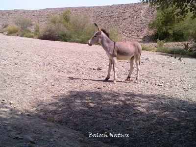 Donkey 
لاگ
Laag

بلوچستان ء درُستیں ساھدارانی آبادی پا کساس کمّ بوّان انت - ھکومتے بلوچستانے گُشگ انت کہ ھرے آبادی ودّان انت - چوش مہ بیت کہ یکروچے بلوچستان ء ھرّ دزگیر بکن انت ؟؟؟؟؟ بلے منی ھیالا انّو ھم بلوچستانا ھرانی ھکومت انت ؟؟؟؟؟ ھاھاھاھآ
