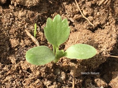 A weed
کُچک پَد
Kochik pad
کچک پد یک وت رودیں کاہے کہ کشتگیں ڈگارانی نہا رودیت ۔ گیشتر بانکلینکانی ڈگارانی تہا رود ایت ۔ اے کسان انت کسانیں پُل پر کنت ءُ آئیے تک چو کُچک ء پدے وڑا انت چمیشکا اشیا کُچک پد  گوش انت ۔
