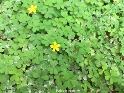 Creeping wood sorrel, Oxalis

Shahri Tropshok
شہری تُروپشوک
اے یک ہنچیں وترودیں کاہے کہ کم کمّا تانسریں کشار کُتگیں ڈگار ء پُوچنت - اشیے دل ء نمونگیں تنکّیں تاک انت - زردیں پُل پر کنت - کسانیں کوسرک پر کنت - اے گیشتر کوہدامنیں ڈگاراں رودیت - کوہ ء مردم ایشیارا شہری ترپشُک گوشنت - اشیے تاک ترپش انت -
