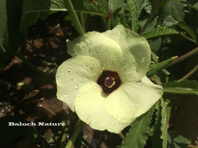 Okra - lady finger
بھنڈا
Binda
 بنڈا پُل انت 
بھنڈا یک سبزی ات کہ گرماگے بندات ء بلوچستان ء کش انت او تانسریں گرماگا بر دنت - بھڈا باز وشّیں او تامداریں سبزی ات مرچاں بھڈا ء لوٹ باز انت - اے زردیں او ڈولداریں پُل ء پر کنت او اشیے دراۃین پُل بر بنت - بھنڈیے باز نمونہے نارُشت اڈ بیت ۔
 	 	 

