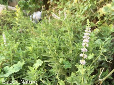 Mentha spicata
پُرچینک
Porchink
پُرچینک یک کسانیں کاہ ءِ بلوچستان ءَ گیشتر کوہستگ ءَ کشاورز کتگ۔ اے پہ دوا کارمرز کنگ بیت ۔ بلے بلوچستان پُرچینک گیشتر ھُشک کتگ بورینتگ ءُ ناہ ءَ مان کتگ انت ۔ مرچاں اشیا گیشتر سیاہ چاہ ءَ مان کن انت۔ اے چو پودینہ وڑین ات بلے اشیے تاک چرایا دراج تر انت ءُ تام ہم چہ پودینہ ءَ تامدار تر انت ۔
