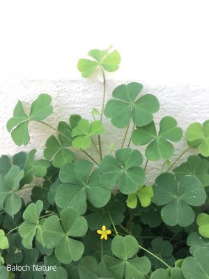 Creeping wood sorrel, Oxalis

Shahri Tropshok
شہری تُروپشوک
اے یک ہنچیں وترودیں کاہے کہ کم کمّا تانسریں کشار کُتگیں ڈگار ء پُوچنت - اشیے دل ء نمونگیں تنکّیں تاک انت - زردیں پُل پر کنت - کسانیں کوسرک پر کنت - اے گیشتر کوہدامنیں ڈگاراں رودیت - کوہ ء مردم ایشیارا شہری ترپشُک گوشنت - اشیے تاک ترپش انت -

