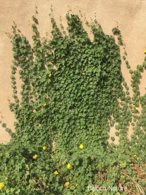 Ridge Gourd - Luffa

توری
Tori
توری یک سبزی زانگ بیت، بلے بلوچستان ء سبزی نہ انت - بلے مرچی باندا بلوچستان ء گیشتر مردم وتی باگاں کش انت ء- توری گیشتر پہ نارُشت کارمرز بیت - توری نارُشت باز تامدار انت - وھدے کہ توری پیر بیت گڈا پُونس بیت - پونس ء چہ مردم زورنت رزارن شودنت پر او جان ہم شودانت -۔

