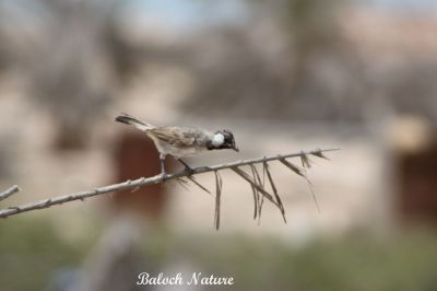 White Chick Bulbul's young chick
کُلی ءِ پڈ
Kolli e Padd
اے کُلی ءِ پڈ انت۔ اے کسان انت بلے یک روچ ءِ گوات ءِ ترند کش اتگ کہ اے چہ کدو بُن ءَ اتکگ ، من لوٹ ات کہ پدا کدوے توک ءَ بکن آں بلے رند ءَ کدو ءَ وت نہ نشت ءُ بال ءِ کت، بلے رندا مالوم نہ بوت کہ پیشی ءَ وارت کہ سلامت بوت۔
