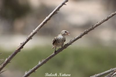 House sparrow Chick
جنگُل ء پڈّ
Jengol e Padd
جنگل کسانیں بالی مُرگ ء گیشتر انسانانی کش و گواراں وتارا آباد کنت - جنگل بلوچستان ء بانانی جنگلیانی تہا کدو جوڈ کنت و چُک و بر کنت - جندے کسان انت بلے آواز باز بُرز انت اگاں تئِ لوگے کش و گواراں آباد بہ بیت گڈا ترا واب ء نیلیت - اے اکس جنگُل ء پڈّ انت بزان جنگُلے چُرو انت -۔ 

