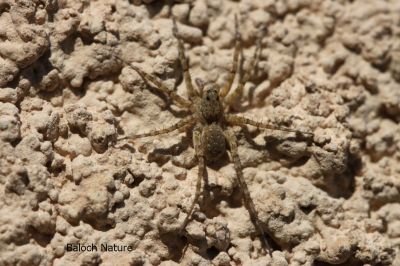 Spider
مُوکو
Moko

