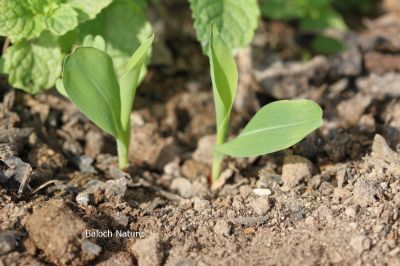 Maize
مکئی
Makkai
مکئِ بلوچستان ء کشارکم کن انت پرچا کہ اشیا دانگ ء تاپنت و ورانت - مرچاں چہ مکِئ وراگی ٹیل جوڈ کن انت ۔ ادا مکئی دو تاکو انت 
