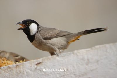 Black chucked Bulbul
Koli
