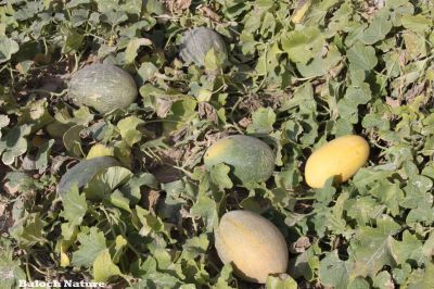 Sweet melon
سردا
Sarda
دگنیائے توک ءَ تیجگ ءِ باز نسل انت بلے اے تیجگ کہ بلوچستان ءَ دست کپ انت گیشر چہ ہوروپ ءِ تیجگانی نسل ءَ گندگ بنت ۔ بلے مرچی باندا سردا ءَ تیجگ بلوچستان ءَ کشگ بوگان انت اے ہم چہ ایشیا ءُ یوروپ ءَ چہ سیادی کن انت ۔ بلے اے چہ انڈیا ءُ پپنجاب ءِ ءیمگا سر بوتگ انت ۔
