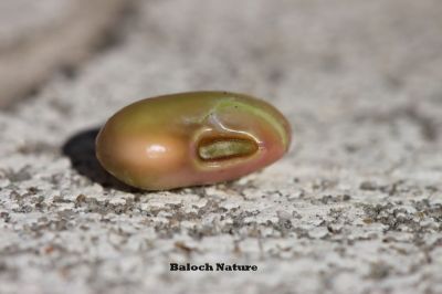 Black-eyed Bean
ماک
Maak
اک بلوچستان ء ڈگار او کُچّگاں مرچی ہم زینت انت ، ماک دراجیں کوسرک پر کنت کہ اسپیت گونگ انت - ماک ہم بلوچستان ء یک دھل ء زانگ بیت - ماک ء کُوّل باز تام دار انت - ماک ء کشار ہم سبز او ڈولدار انت -۔
