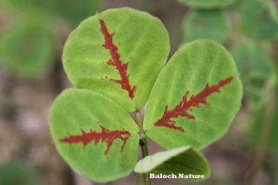 Sweet - clover
شمش
Shimsh
بہار ے درگتا کشت و کشارانی توک ءَ رودیت - ورگ ءِ باز وش انت اشیے وتی تام ءِ استیں - مرچاں تربت ءَ سبری ءِ نیادی ءَ بہا ہم دست کپیت ۔ وھدے زمانگاں جنیناں ٹولی کتگ ءُ شمش ءِ چنگ ءَ شہر ءَ شتگ انت ۔ 
