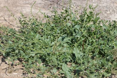 Indian Spinach
پالک
Palik
پالک بلوچستان ء کاہُک نہ انت بلے مرچاں پالک بلوچستان کش انت او کاروبار ہم کن انت - پالک ء نارُشت باز تامدار بیت .

