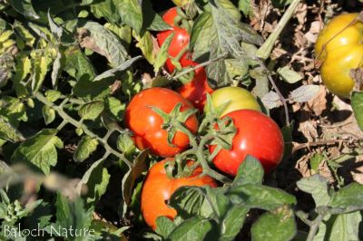 Tomato
چماٹُک
Chamatok
بلوچستان چماٹوک ء واستہ باز جوانیں جاگہ ات ۔ زمستان بلوچستان ء گرمیں ھند و دمگ باز جوان انت چوش کہ سبی نصیرآباد مکران بیلہ زمستان چہ رند پنجگور خاران جھالوان ۔ گرماگ ء سراوان ء کش وُ گور پہ چماٹوک ء باز جوان انت 
