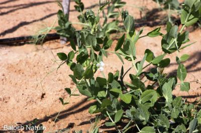 Pea. Pisum sativum
مٹر
Matar
مٹر یک زمستانی دھل ءِ کہ سال ءِ یک رندے کشار دنت ۔ مرچاں مٹر دگنیائے چاریں کنڈاں دست کپیت بلے چونایا اشیے روتگ بزاں کوہن تریں چاگہ دریائے نیل ءِ کش ءُ گواراں چیا کہ ادا اشیے نشاں چار ہزار ءُ پنچ سد سال چہ پیش مسیح دست کپتگ انت ءُ ھند ءَ اشیے دو ھزار پنچ سد سال پیش مسیح نشان دست کپتگ انت ۔ اے سبزی ءِ ءُ اشیا ھرچ وراگ ھور مان کن انت ۔ اے باز تامدار ءُ طاقت دیوکیں سبزی ات ۔ 
