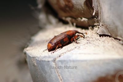 Red palm weevil, Rhynchophorus ferrugineus,
توگ
Togg
توگ یک کڑوک ءِ کہ گیشتر مچانی کُنٹاں ٹنگ کنت اے نہ ایوک ءَ مچاں بلکن شیتاں پیش ءُ کوپڑائے مچاں ہم تاواں دنت ۔ اے مچّے کنٹانی توک ءَ روت تاں مچّے کونش ءَ وارت کہ مچ مرگ ءَ دیر نہ کنت ۔ اے کڑوک دگنیائے ہمگ نیمگا است بلے گیشتر امریکہ ءُ ایشیا ءَ دست کپیت ۔ اے بلوچستان پنجگور ءُ زعمران ءِ ھنداں است انت ۔ 
