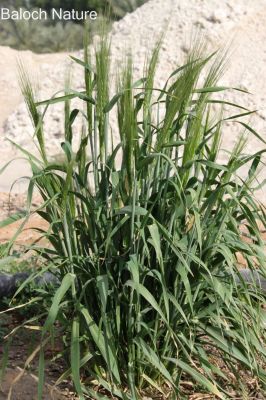 Barley - Hordeum vulgare L
Jov
جو
جو دھل ءِ ۔ بلوچستان جو کش انت پا دلوتانی واستہ کاہ کارمرز کن انت ۔ بلے دگنیا ءِ توک برنج ، گندیم ، مکئی ءَ چہ رند جو کشگ بیت ۔ مصر ءَ جوے نان باز لوٹ انت ۔ امریکہ او یورپ چہ جو ءَ شراب ءُ بئیر جوڈ کن انت ۔

