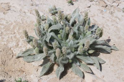 Plantago boissier
دانیچک
Danichk
دانیچک یک کسانیں کاہ ات، بلے بلوچستان ءَ اشیے ٹوھیں ارزشت ءِ بوتگ ، دانیچک ءِ چنگ ءَ جننیناں سپت زُرتگ ءُ جنگل ءَ پہ دانیچک ءِ چنگ ءَ شتگ انت ۔ دانیچک زرتگ پنگ جوڑ کتگ انت ، بلے مرچاں آ پیشی وھد گوستگ انت ، نوں کس وتی سراں دانیچک نہ جنت ۔ چونایا دانیچک دوائے کہ لاپ ءِ بادینگ ءَ شر انت ۔

