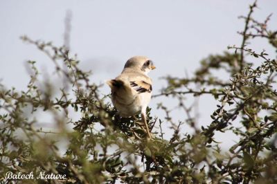 Steppe Grey Shrike
Naryanch Kambaren
نریانچ کمبریں
اے مستریں نریانچ انت کہ کمبر کمبر انت توباز مردم اشیا کمبریں نریانچ گوشیت - باز جاہ ء اشیا نگرانچ او نرگہانچ ہم گوشنت - اے سیاہ او اسپیت بزاں ٹک او ٹگار یا کمبر انت - اے کسانیں لولوک بزاں کیپک گرّی باگاڑ روگن ریس او مُشک اردک ہم گپت او وارت - ۔

