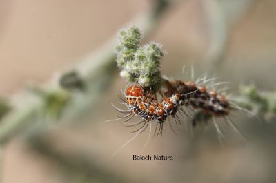 caterpillar 
پُژی کرم
pozhi kerm
