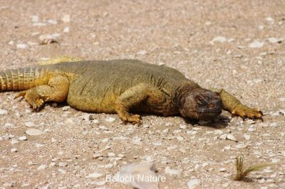 Spiny-Tailed Lizard
پٹ ماھیگ
Pat_Maheeg
پٹ ماھیگ ءَ باز جاگہ گوج ہم گوش انت بلے اے چہ گوج ءَ جتا انت ۔ گوج مُدامی آپ ءِ کش ءُ گوراں گردیت ءُ مُرگ ماھیگ دگہ ساہدار شکار کنت بلے پٹ ماھیگ ایوکا کاہ ُ درچکی تاک چنت وارت ، اشیے دنتاں کسانیں ارتین انت، ۔اشیا دمب ترندیں کنٹگ پر کہ وتی جند ءَ چہ دگر رستراں بہ رکین ات ۔ عرب ملکاں اشیا پہ شوک ورانت ۔ اشیے گوشت چو ایدگہ دلوتانی پیما تام دار انت ۔ اے بلوچستان روچدرتکی ءُ تیاب دپی ھندا کم کم ءَ است انت۔ ادے مردم گیشتر ایشیے پیگاں کش انت ءُ دوا کارمرز کن انت ۔ اے ھیک دنت ۔ ءُ زمستان ءَ گیشتر ھونڈان انت ڈن ءَ در نہیت ۔
