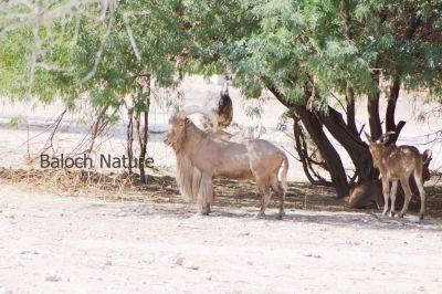 Barbary Sheep 
 Koh Gorand
 کوہ گُرانڈ
یک وھدے بوتگ کہ ببری کوہ گرانڈاں بلوچستان ء کوہاں جُپت جتگ - بلے مرچی باندا ناپید انت - او انگتہ ایشانی شکار کنگ ء بلوچ وتی شان زان انت ، بلے زنگیں راجان اے ساہ دارانی شکار کنگ جرم ء زانگ بیت -۔
