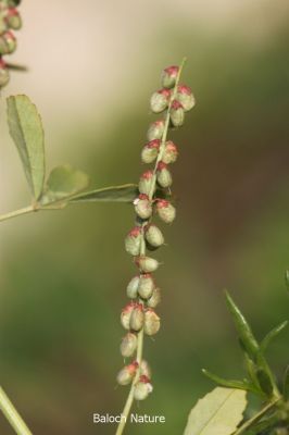 Sweet - clover seedpots
شمش بر انت یا دانگ انت
Shimsh
بہار ے درگتا کشت و کشارانی توک ءَ رودیت - ورگ ءِ باز وش انت اشیے وتی تام ءِ استیں - مرچاں تربت ءَ سبری ءِ نیادی ءَ بہا ہم دست کپیت ۔ وھدے زمانگاں جنیناں ٹولی کتگ ءُ شمش ءِ چنگ ءَ شہر ءَ شتگ انت ۔
