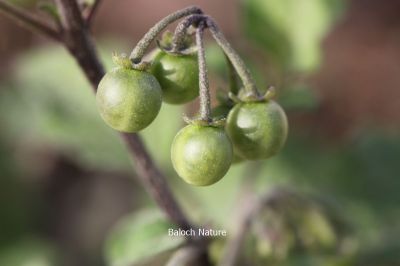 Solanum nigrum

لیلاں بلُک
Lillan balok
لیلاں بلوک ادا بر انت
لیلاں بلوک بہار کاہے - بلوچستان ء دو نمونگیں لیلاں بلوک رودیت یکے زردیں دانگ پر کنت او دومی سیاہیں دانگ پر کنت - اے سیہ دانگ انت - لیلان بلوکے دانگ شرکن انت اشیا مردم ورنت او مُرگ ہم ورنت

